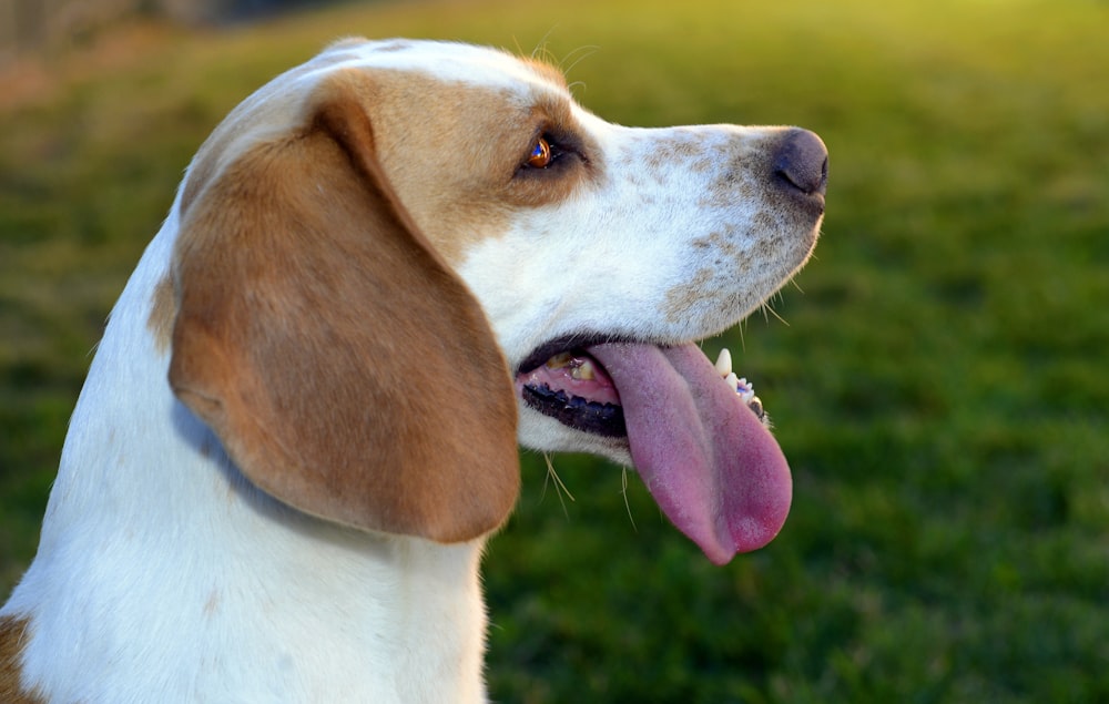 white and brown dog