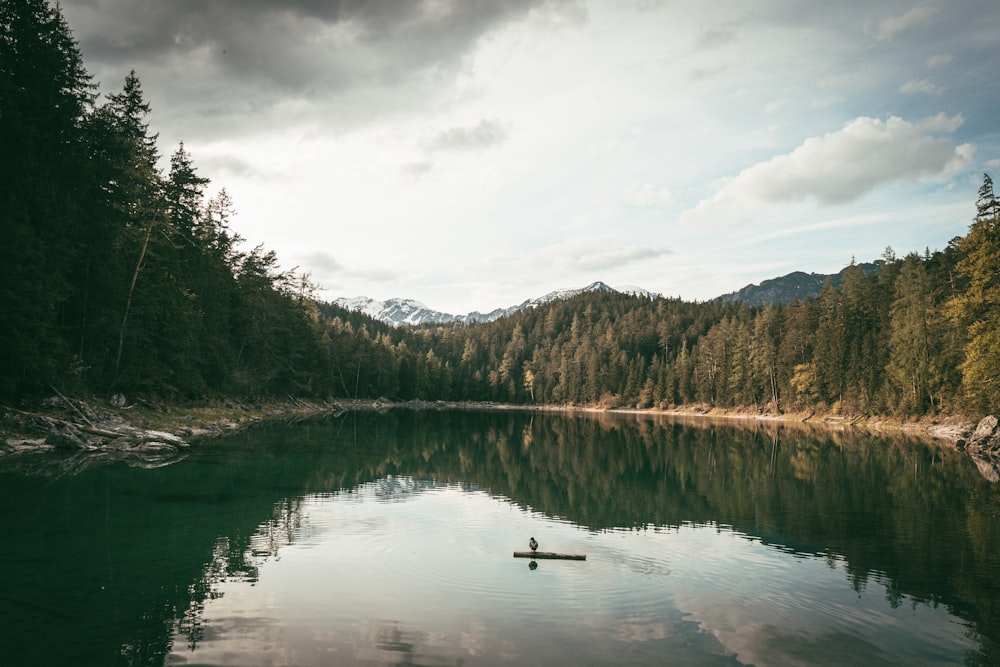 alberi vicino a specchio d'acqua durante il giorno