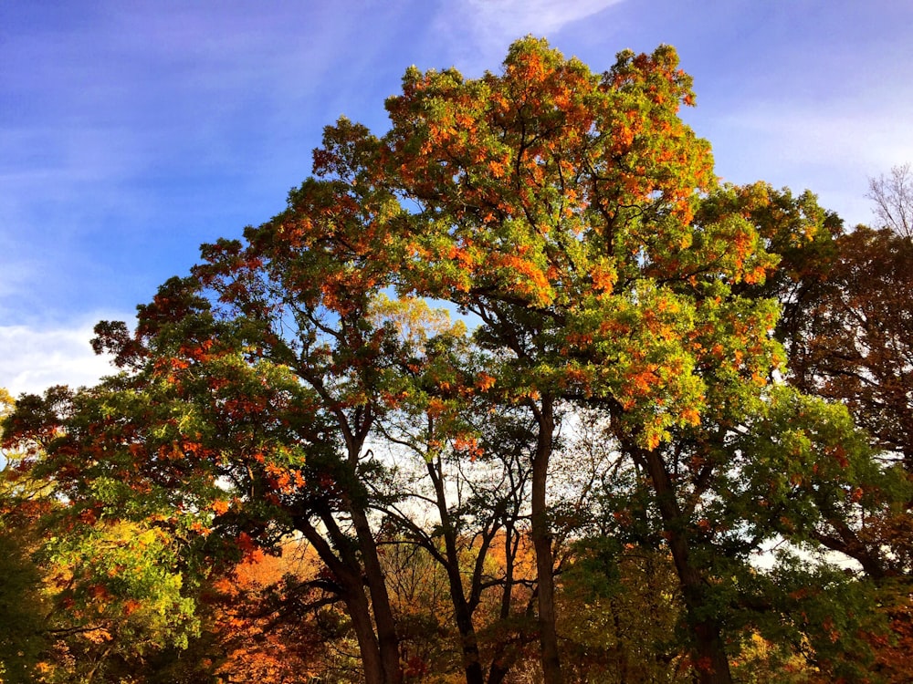 green-leafed tree under blue sky