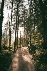 Sunlit forest path with textured tree bark and soft shadows.