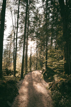 Sunlit forest path with textured tree bark and soft shadows.