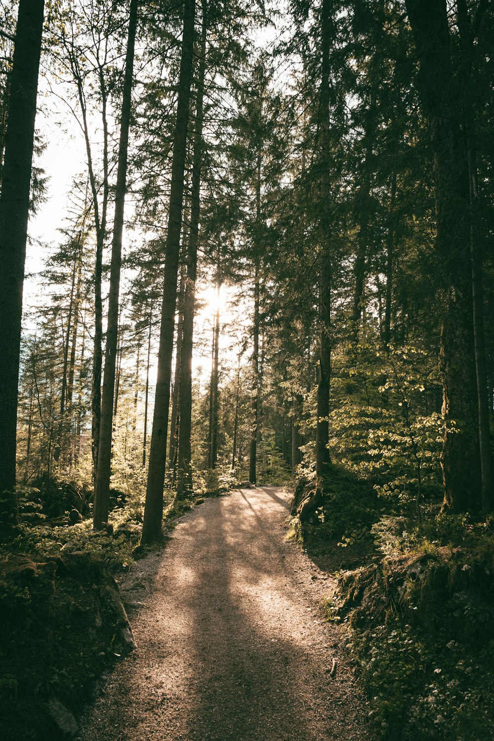 pathway between trees during golden hour