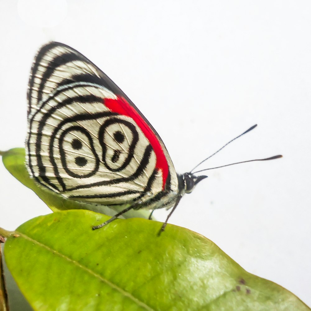 farfalla bianca, rossa e nera sulla foglia