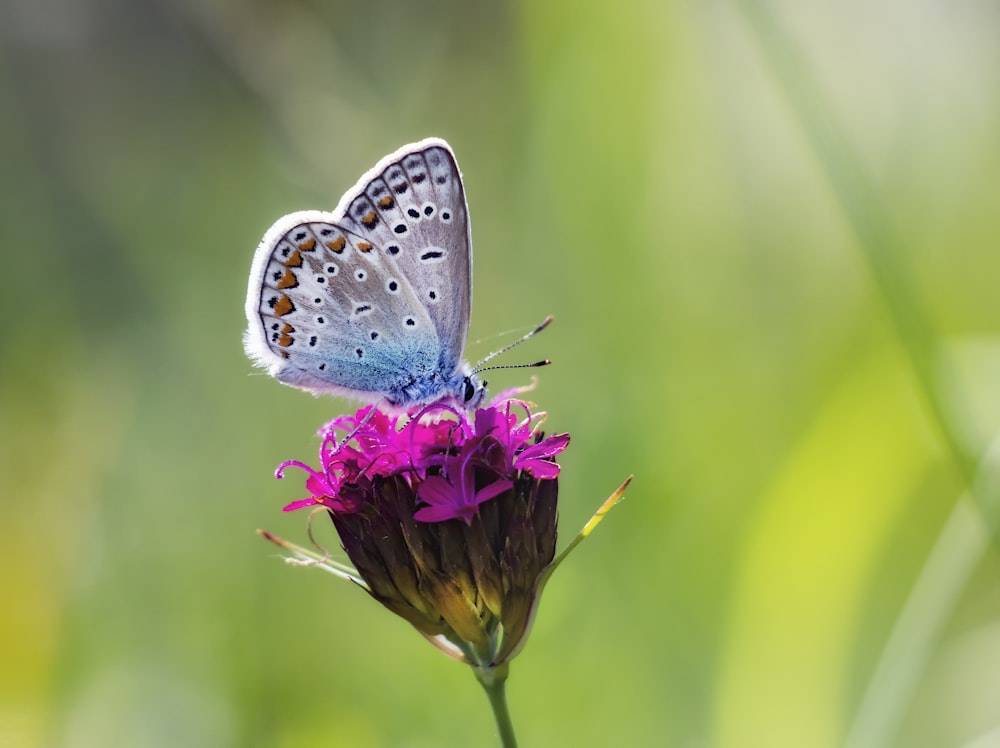 brown, blue and gray butterfly on pink petaled flower