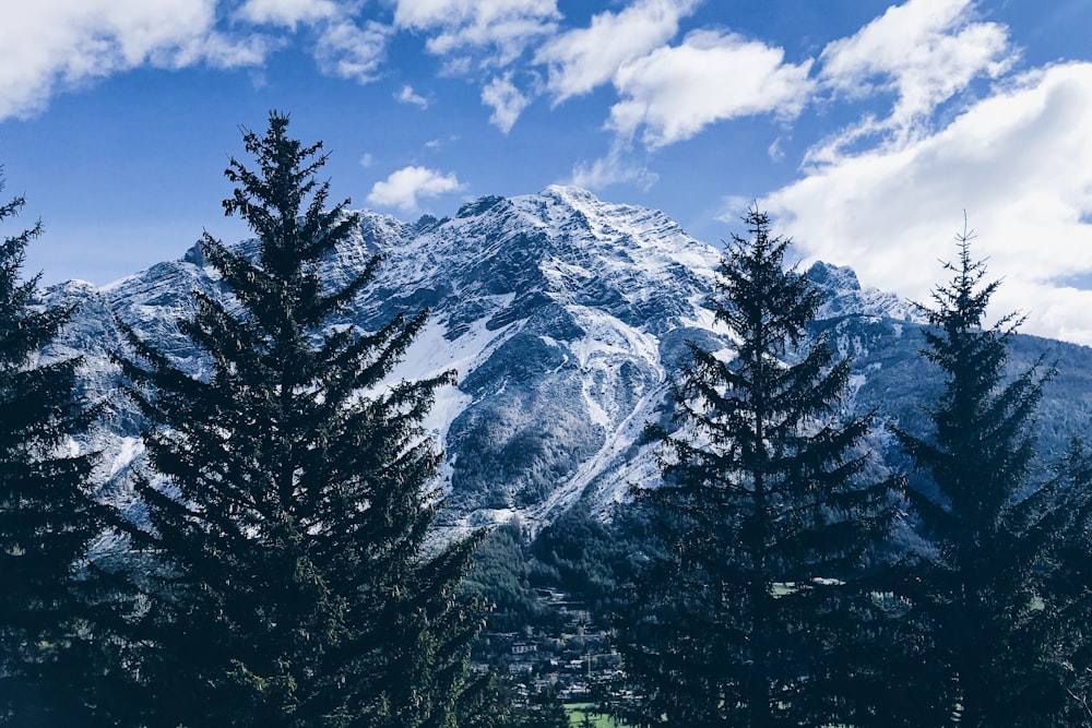 pine trees in forest