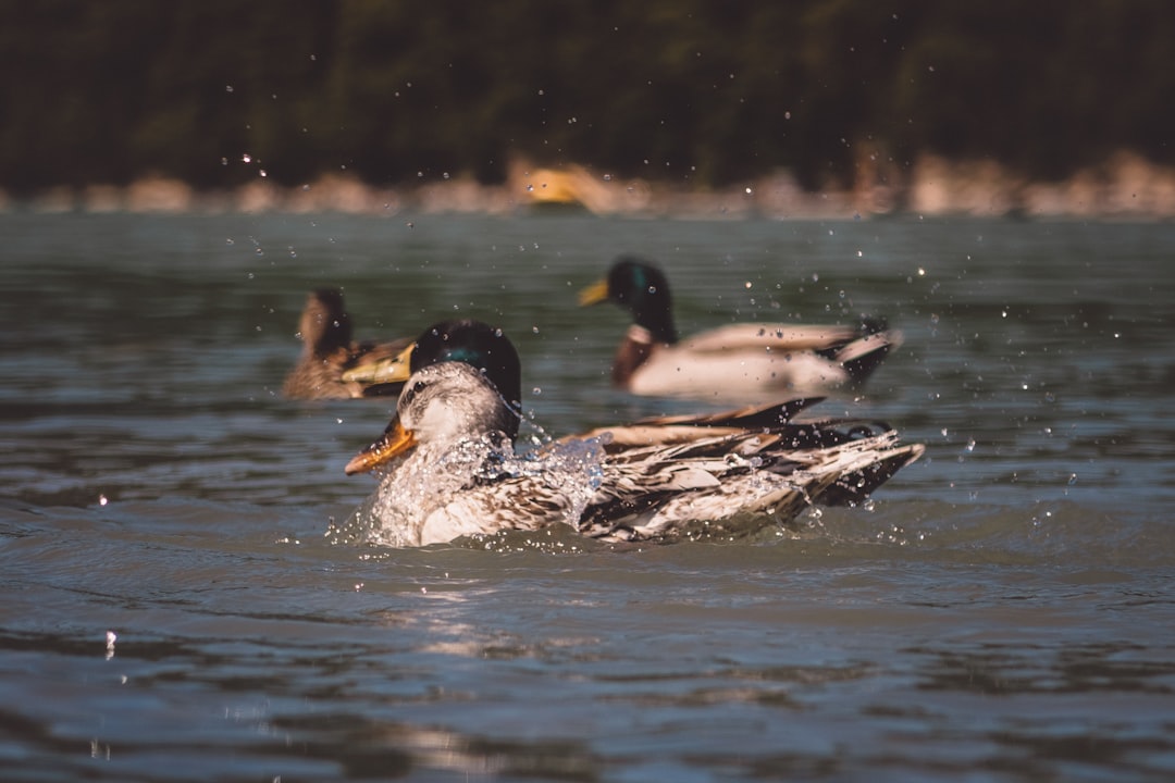 several ducks on body of water during daytime