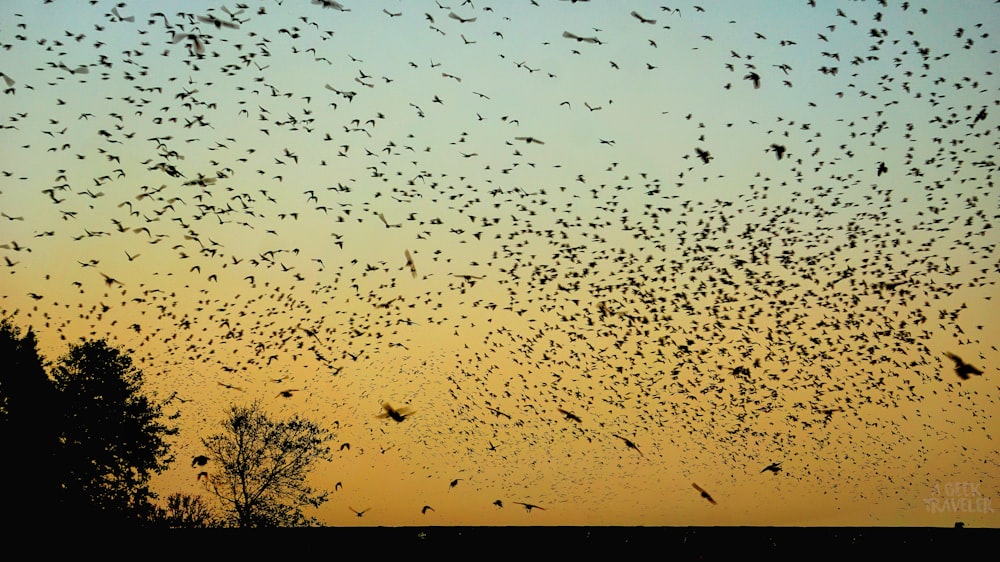 夕暮れ時に空を飛ぶ鳥の群れ