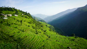 Lush green terraced fields stretching across Ziro valley under a clear blue sky.