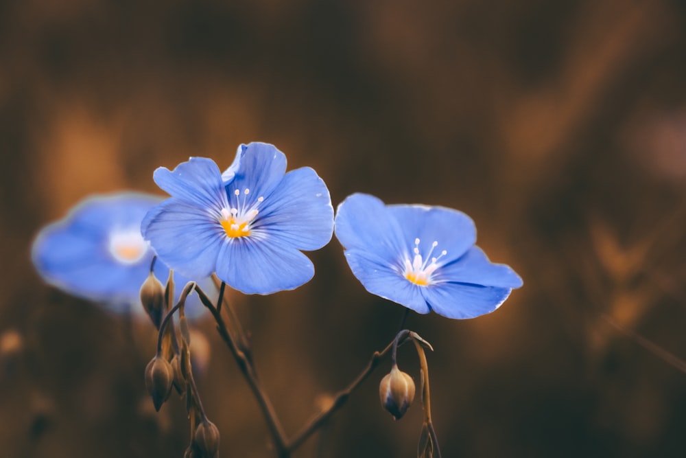 fotografia de close-up de flor de pétala azul