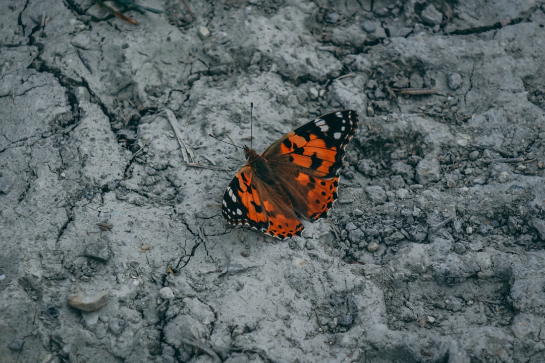 Monarch butterfly on rocks