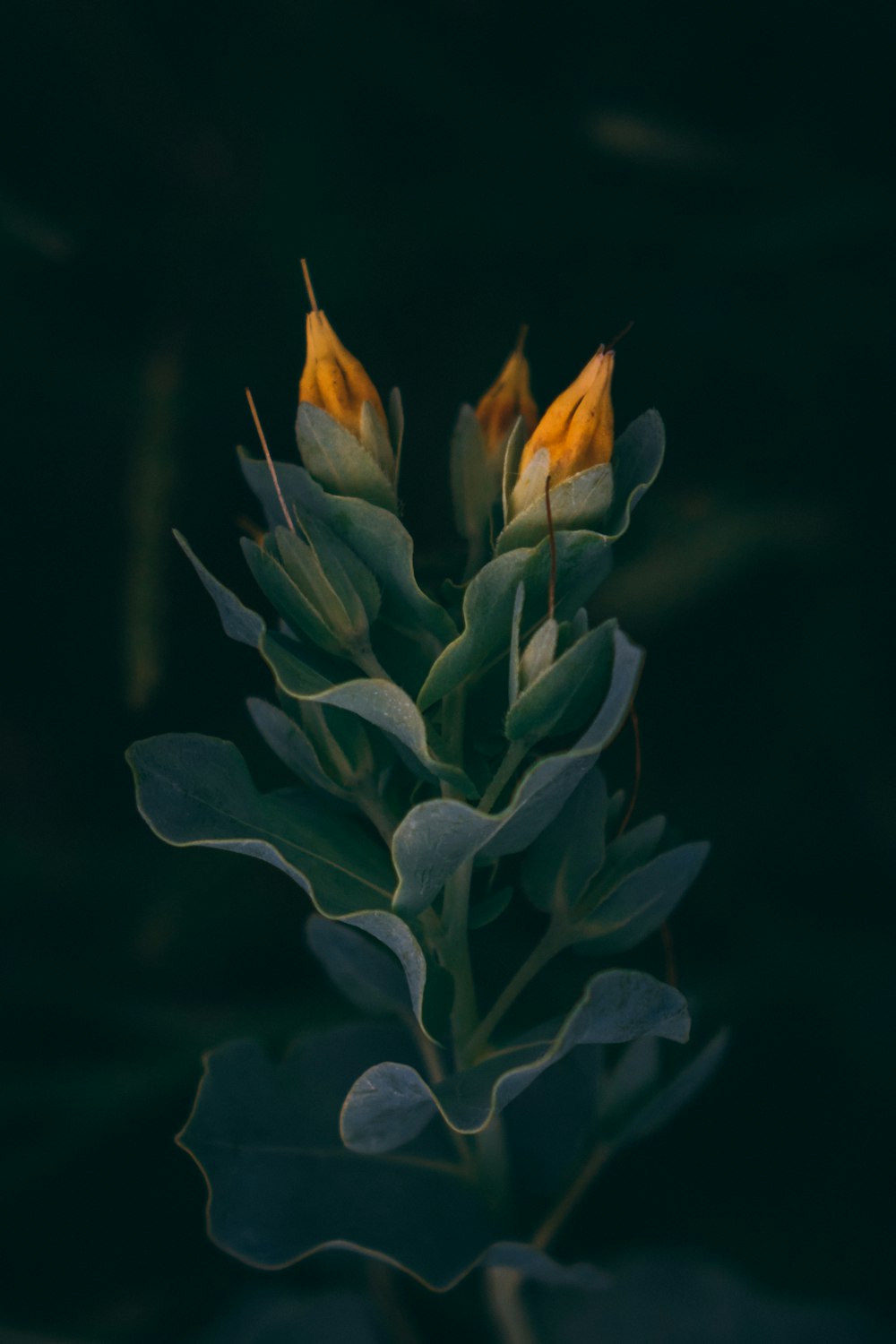 Flor verde y amarilla