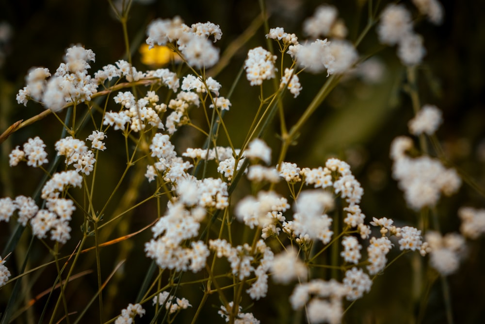 fleurs à pétales blancs