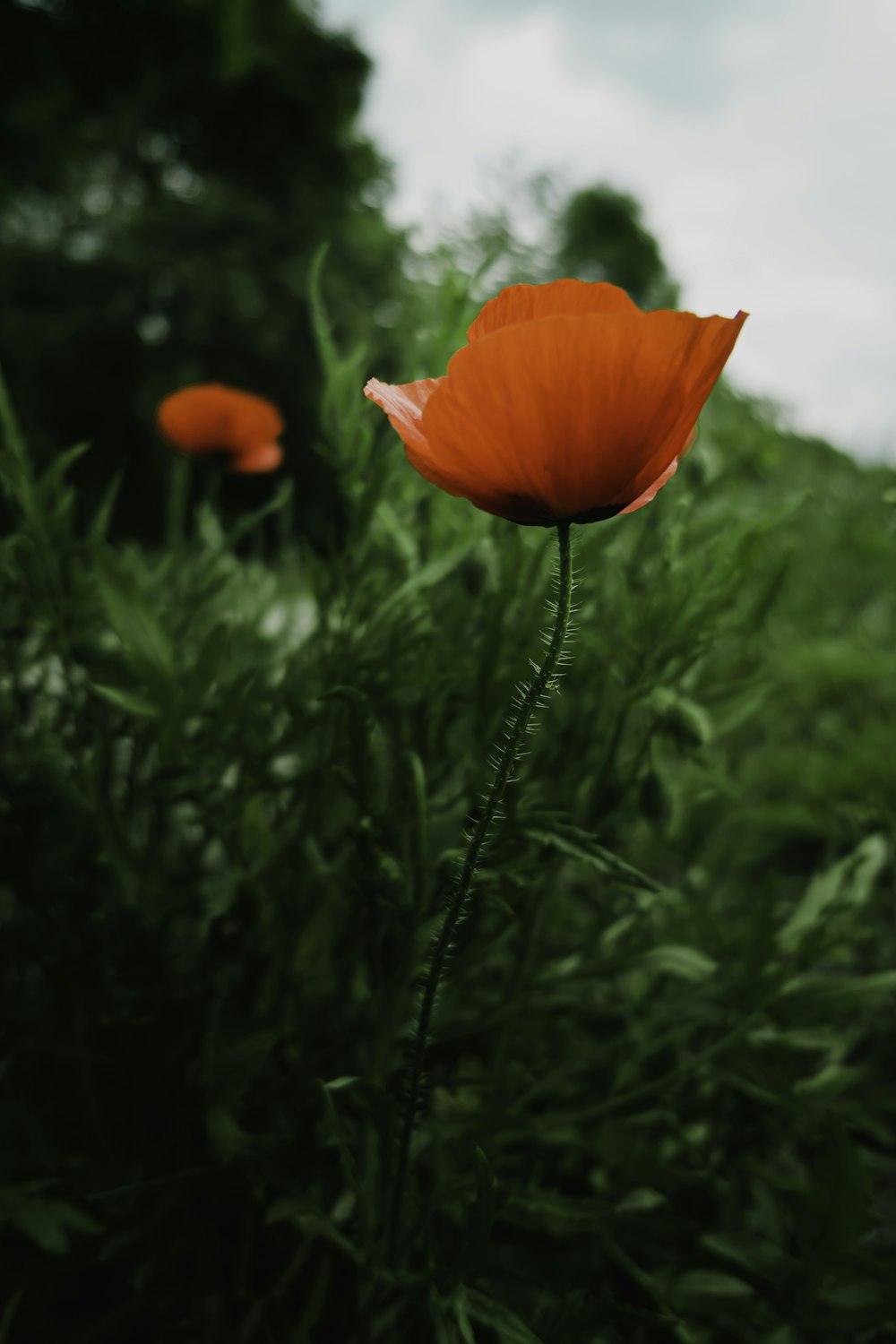 dos flores de amapola de pétalos rojos