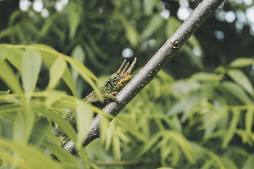 green reptile in a stick close-up photography