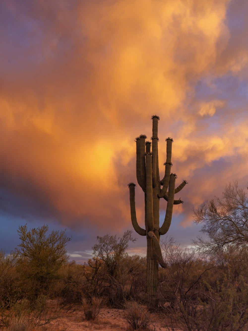 Plante de cactus sur le champ pendant l’heure dorée