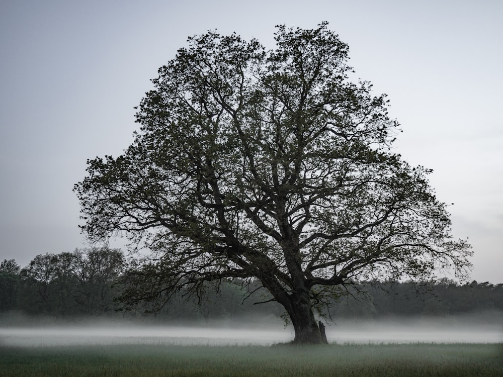 green-leafed tree