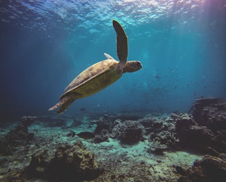 brown turtle on the ocean photography