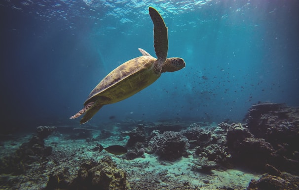 brown turtle on the ocean photography