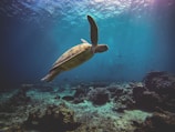 brown turtle on the ocean photography
