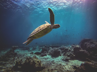 brown turtle on the ocean photography