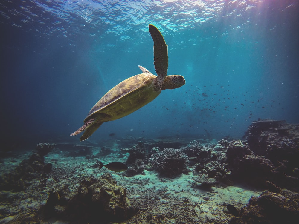 brown turtle on the ocean photography