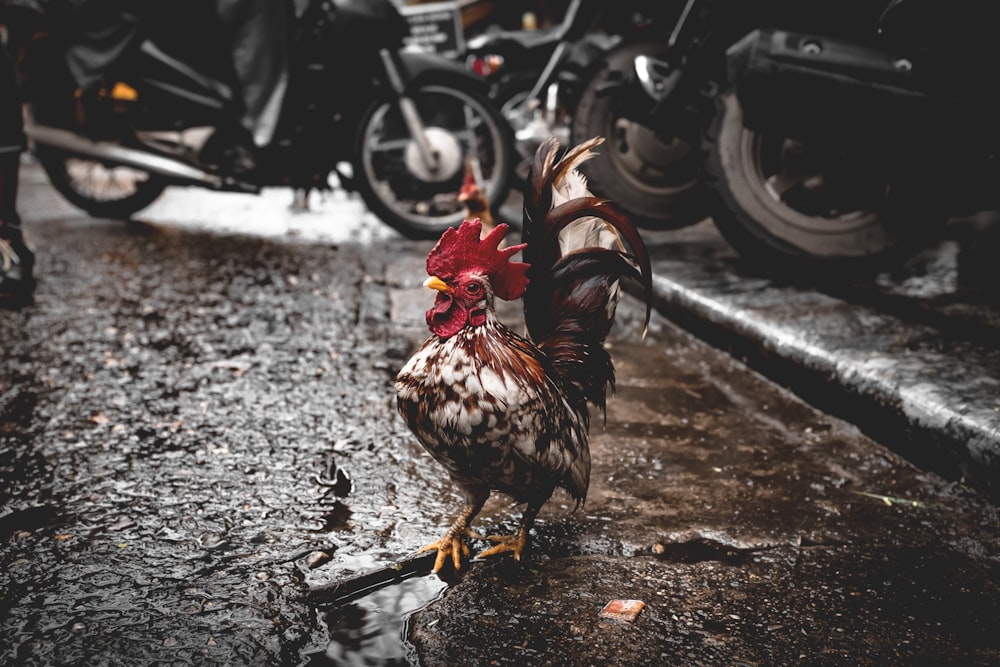 red, black and white rooster