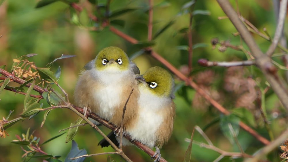 deux oiseaux beiges