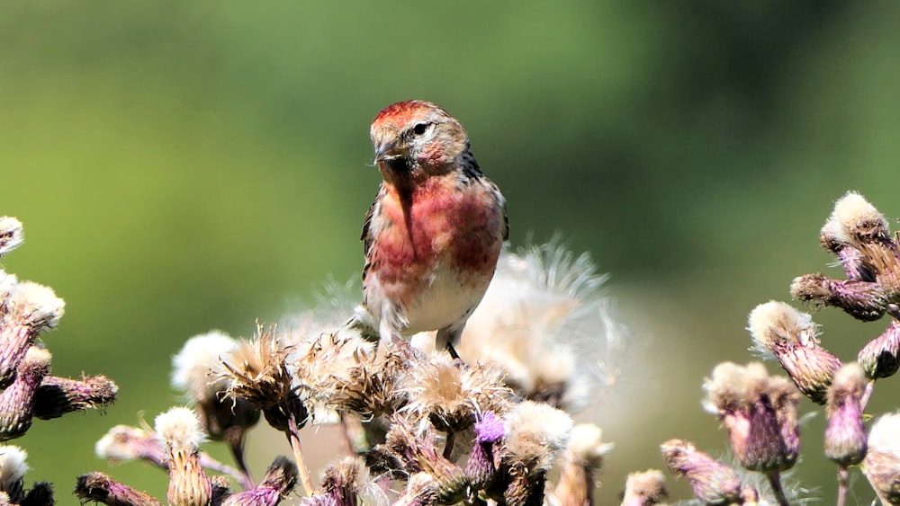 red, white, and black bird