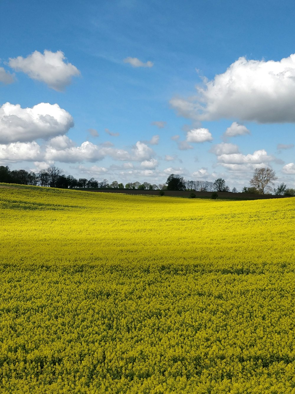 green covered land under white and blue clouds