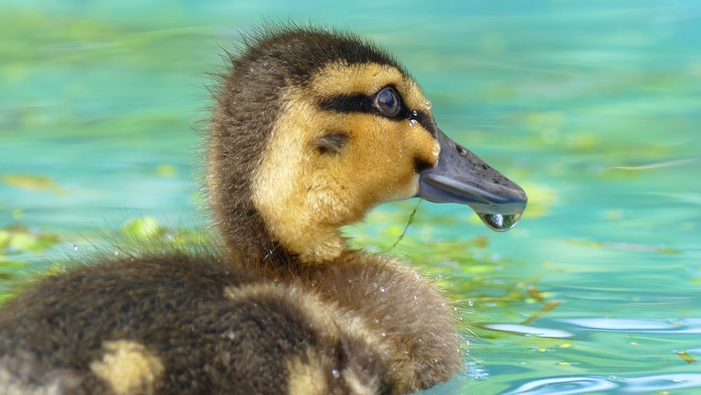 duckling on body of water during daytime