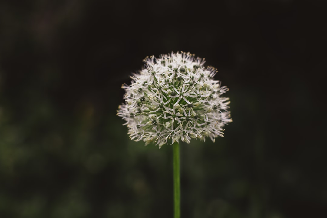 closeup photo of white dandelion