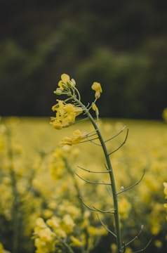 A close-up of a yellow flower in a field with similar flowers blurred in the background. The flower is on a tall, slender green stem and appears to be a rapeseed blossom. The background shows a lush, green forest.
