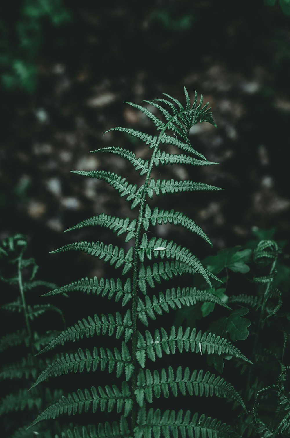 close-up photo green fern plant