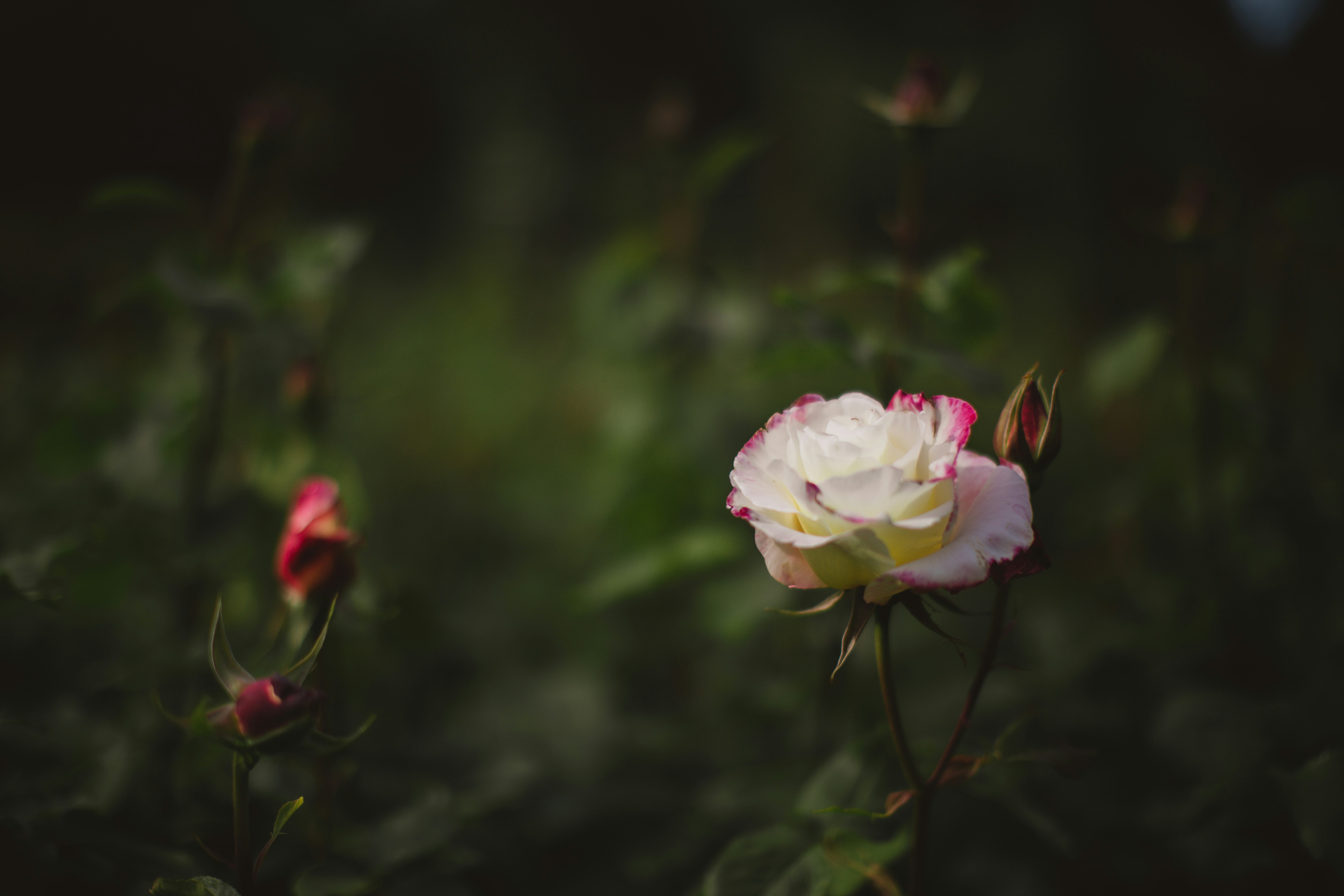 Photo by blackprojection