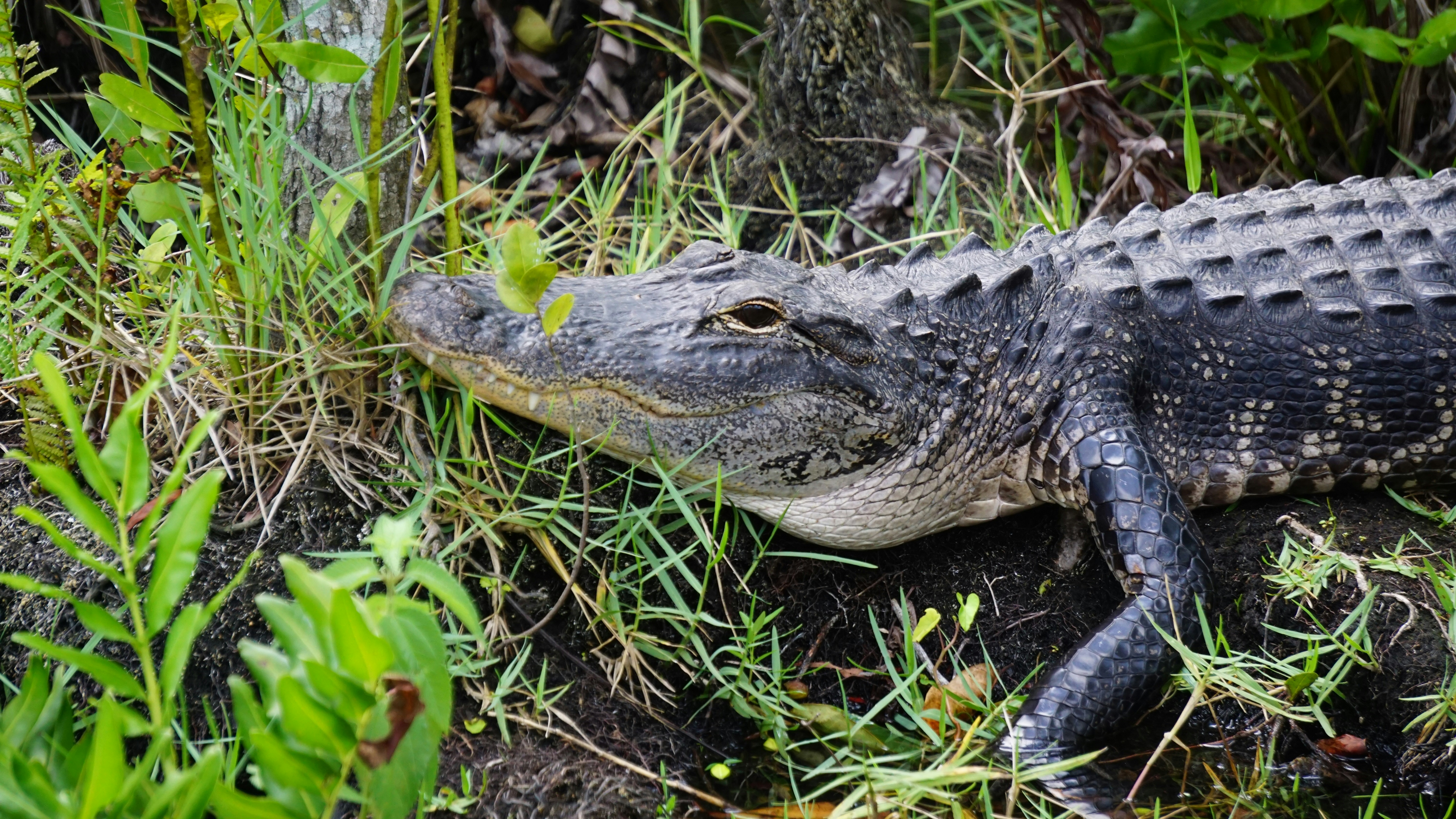 brown crocodile near grasses, 