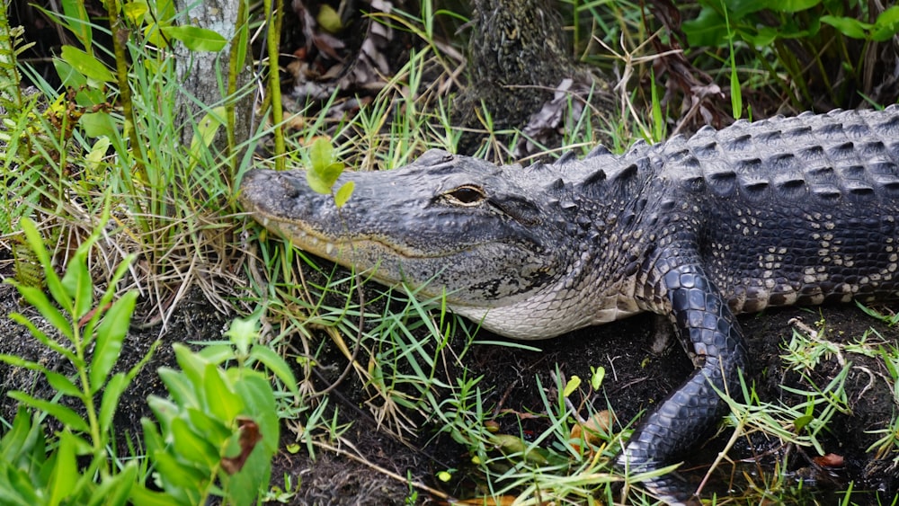 Braunes Krokodil in der Nähe von Gräsern