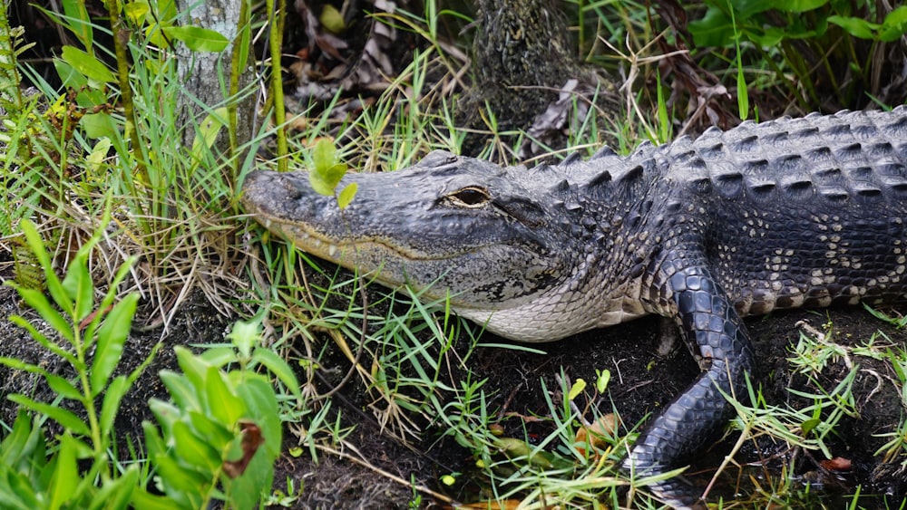 Crocodilo marrom perto de gramíneas