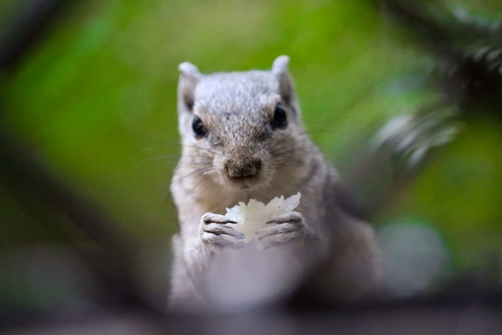 gray squirrel