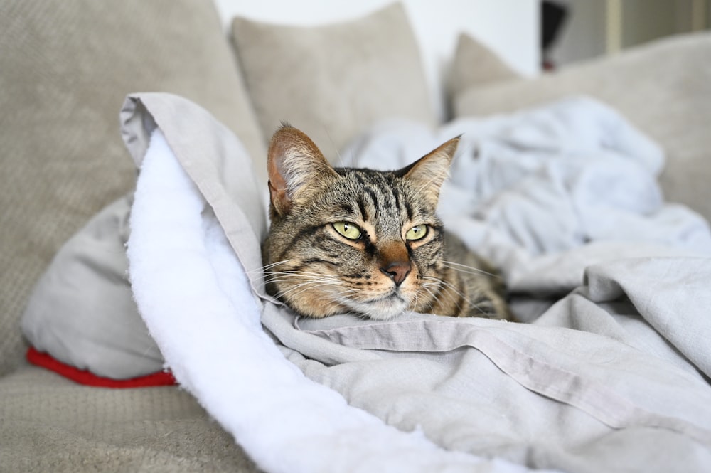 gray tabby cat lying on white textile