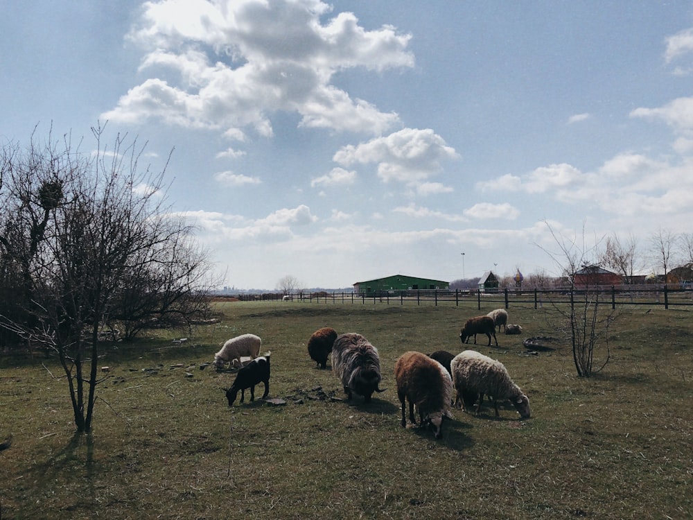animals on grass field during daytime