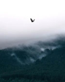 A serene nature documentary frame showing a bird in mid-flight over a misty forest.