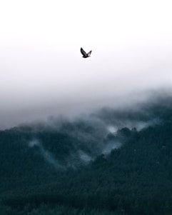 A serene eagle soaring above a misty forest at dawn.