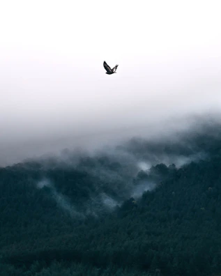 A serene nature documentary frame showing a bird in mid-flight over a misty forest.