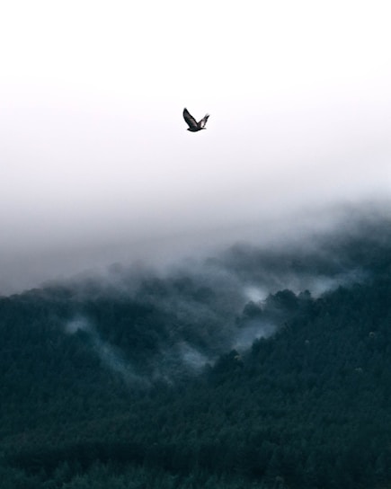 A serene eagle soaring above a misty forest at dawn.