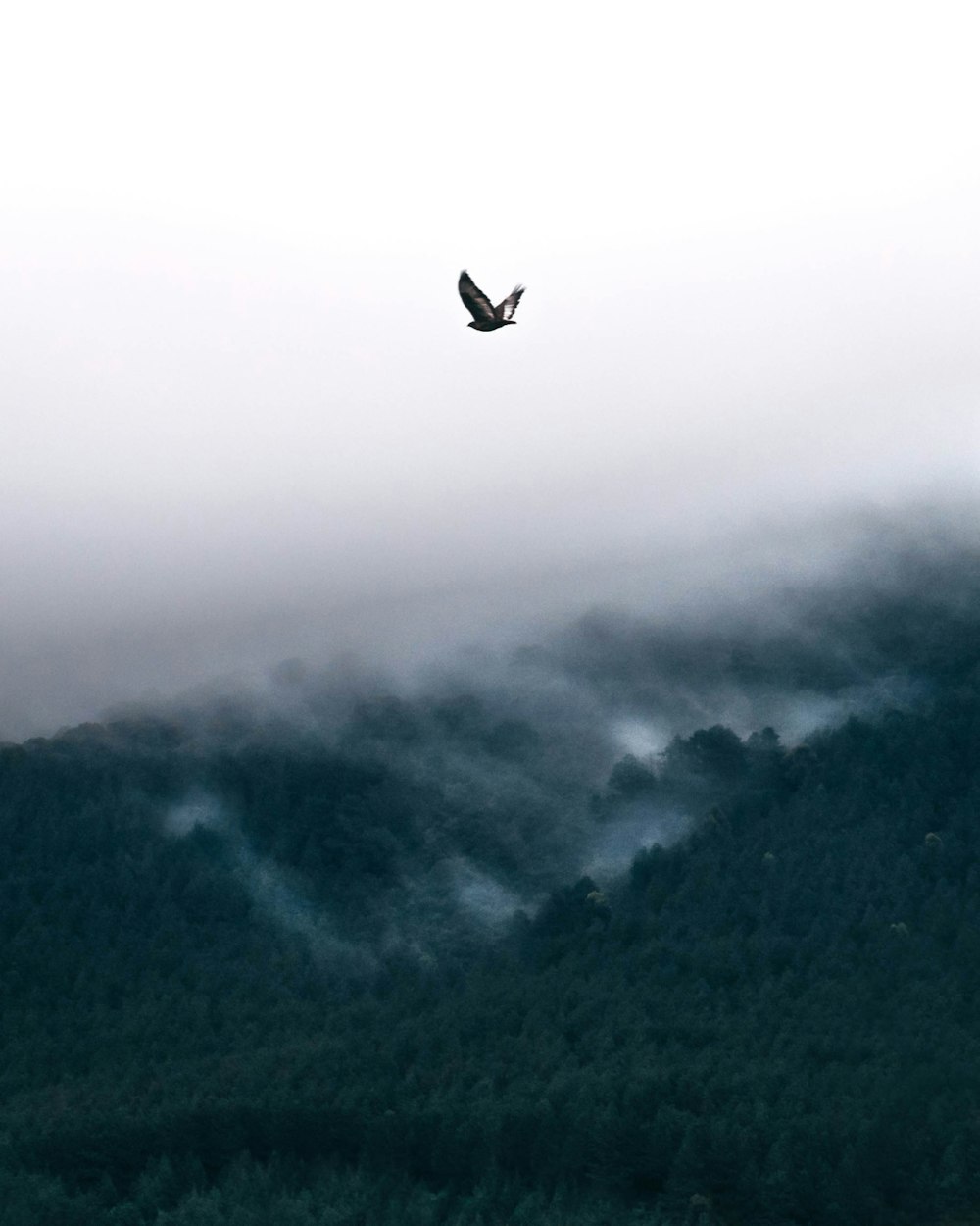 Vogel fliegt tagsüber in der Nähe des Berges