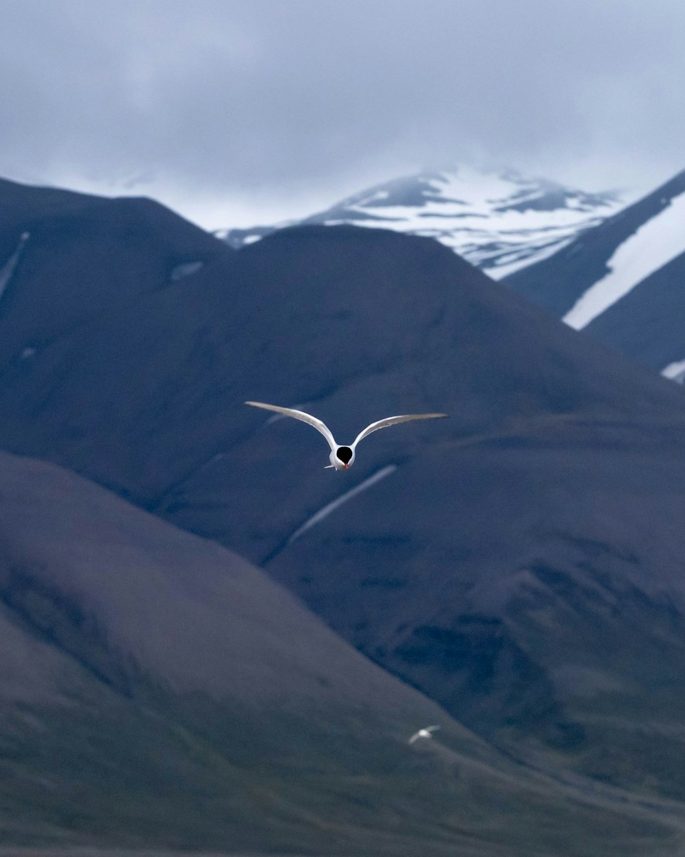 Zeitrafferfotografie eines Vogels im Flug über Berge