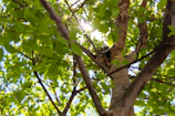 A peaceful release moment as a healed raccoon scampers back into the wild woods.