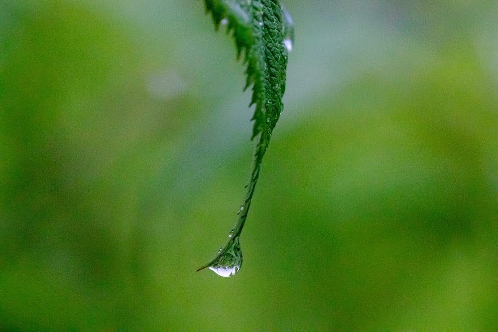 water drop on green leaf