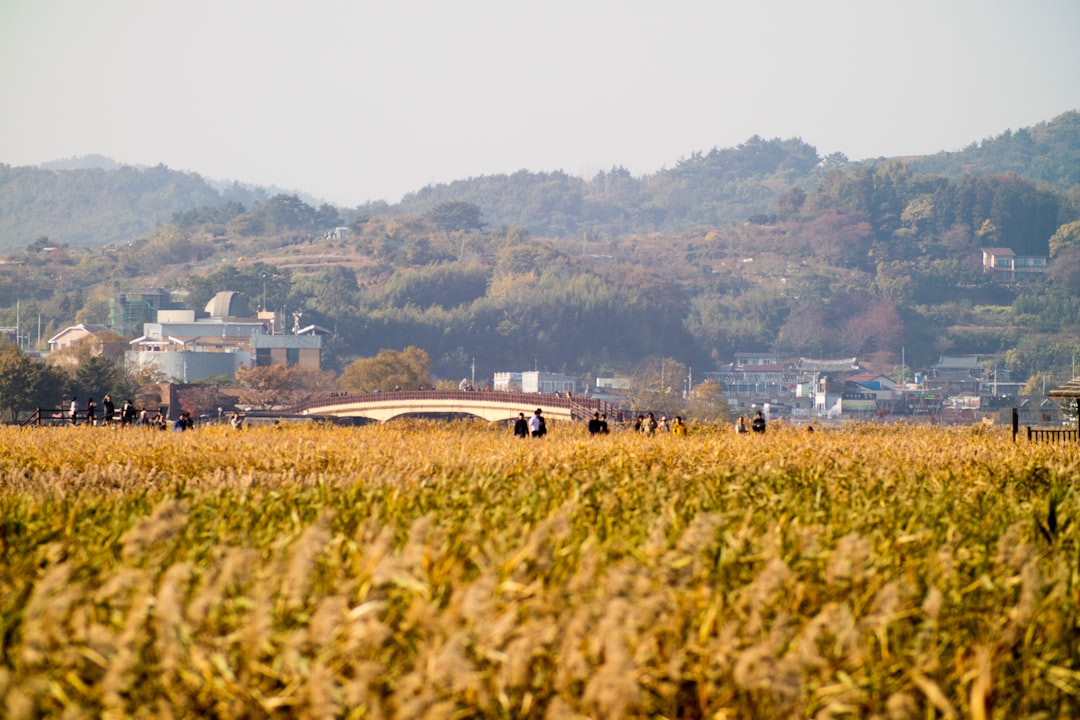 brown rice field