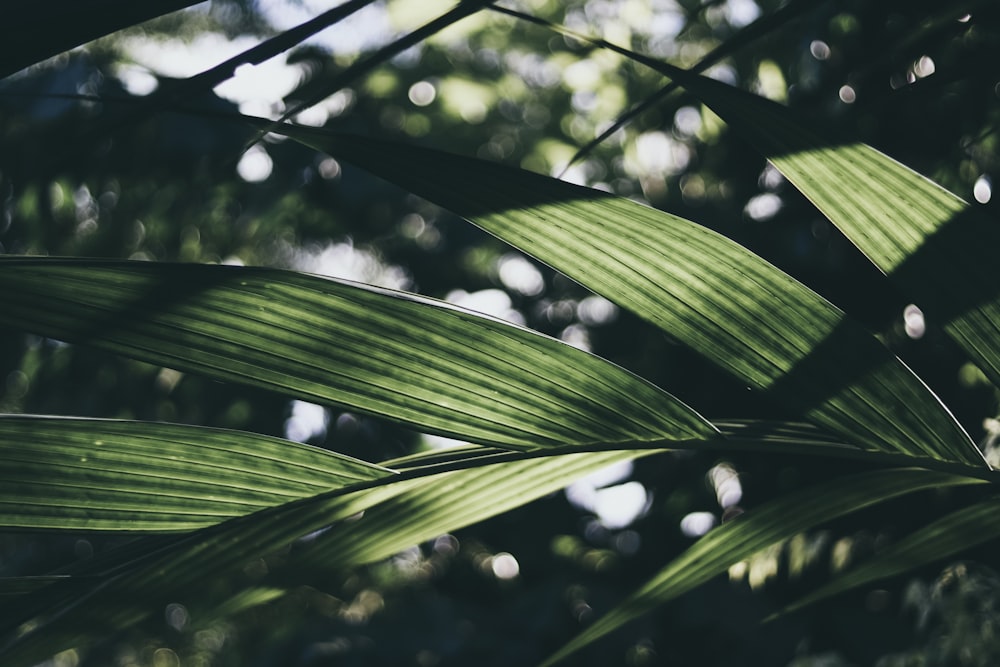 shallow focus photo of green leaf